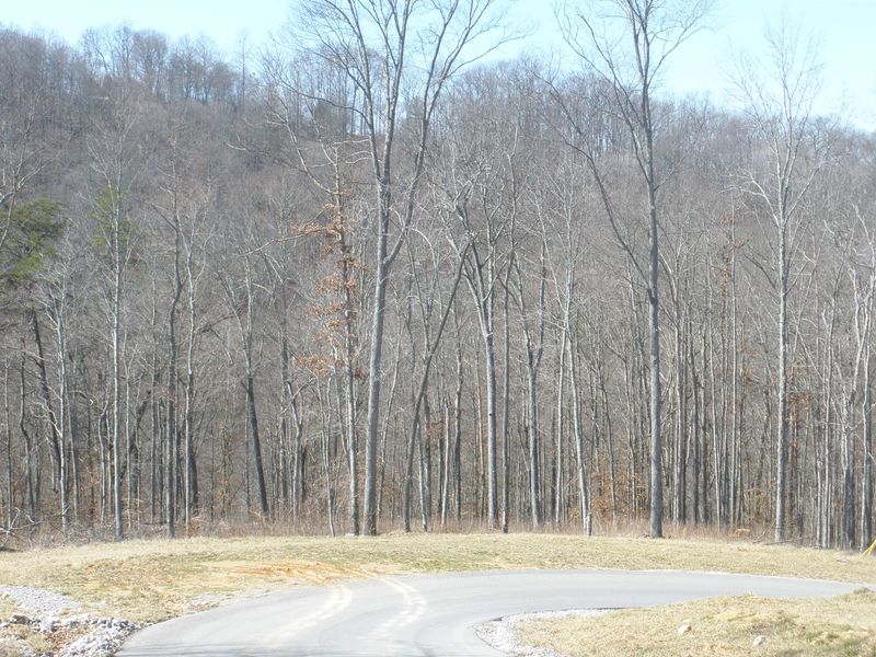 0 Lot 137 Hickory Pointe Ln, Maynardville, TN 37807