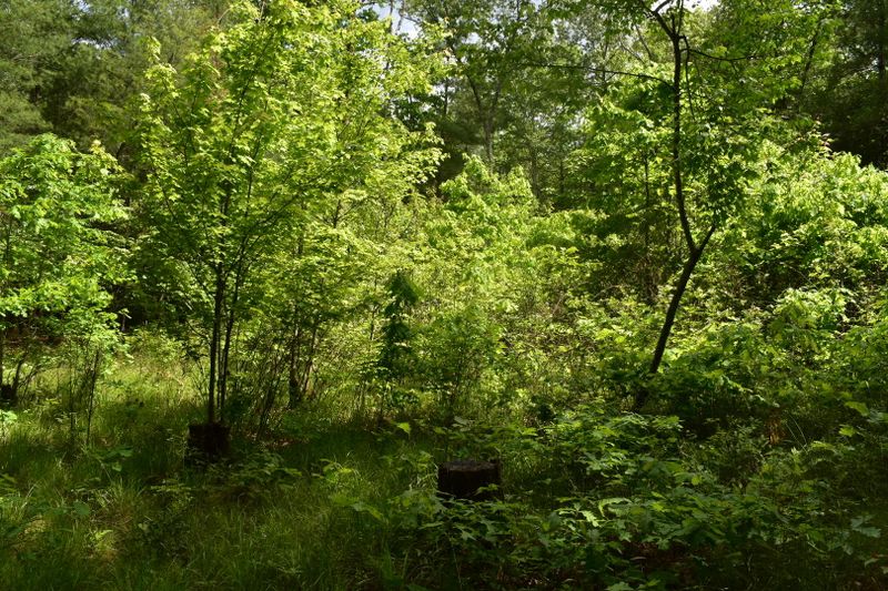 0 Lot 16 Nydeck Rd, Robbins, TN 37852