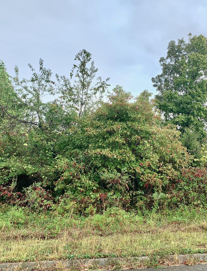 0 Lot 178 Lakeshore Dr, Rutledge, TN 37861