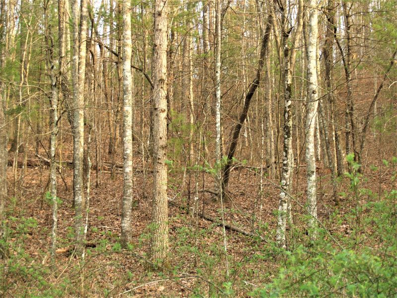 0 Lot 19 Bear Rd, Tallassee, TN 37878