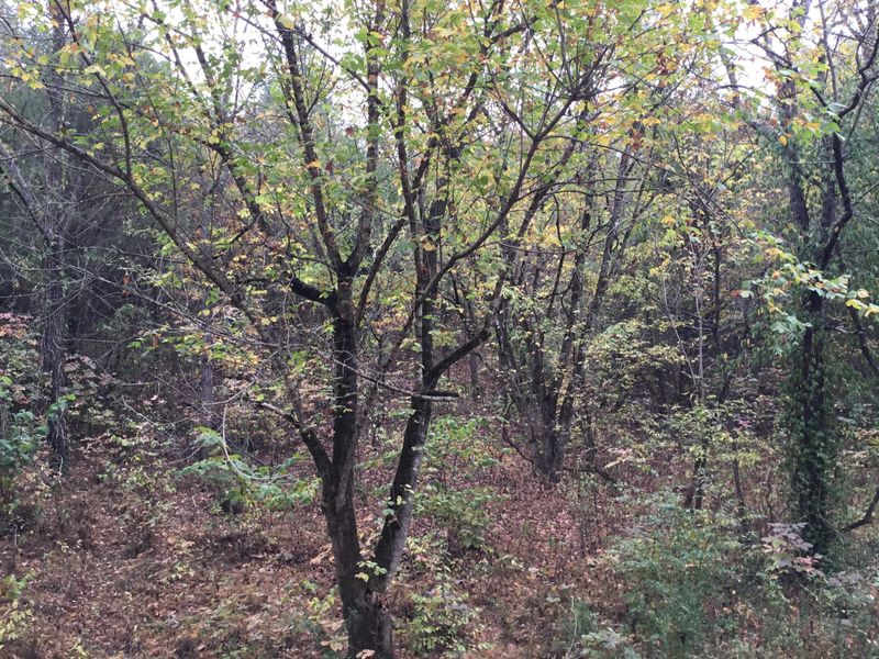 0 Lot 19 Hodges Ferry Rd, Kodak, TN 37764