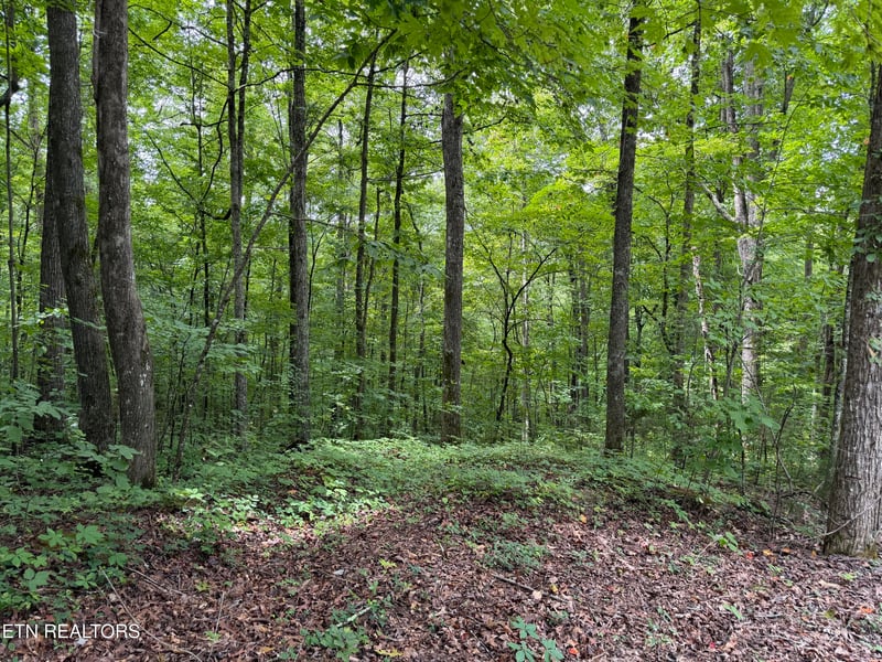 0 Lot 36 Bass Haven Dr, Sharps Chapel, TN 37866