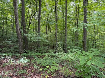0 Lot 36 Bass Haven Dr, Sharps Chapel, TN 37866