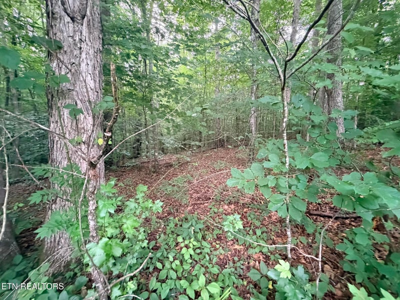 0 Lot 4 Evergreen Dr, Oneida, TN 37841