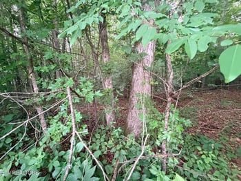 0 Lot 4 Evergreen Dr, Oneida, TN 37841