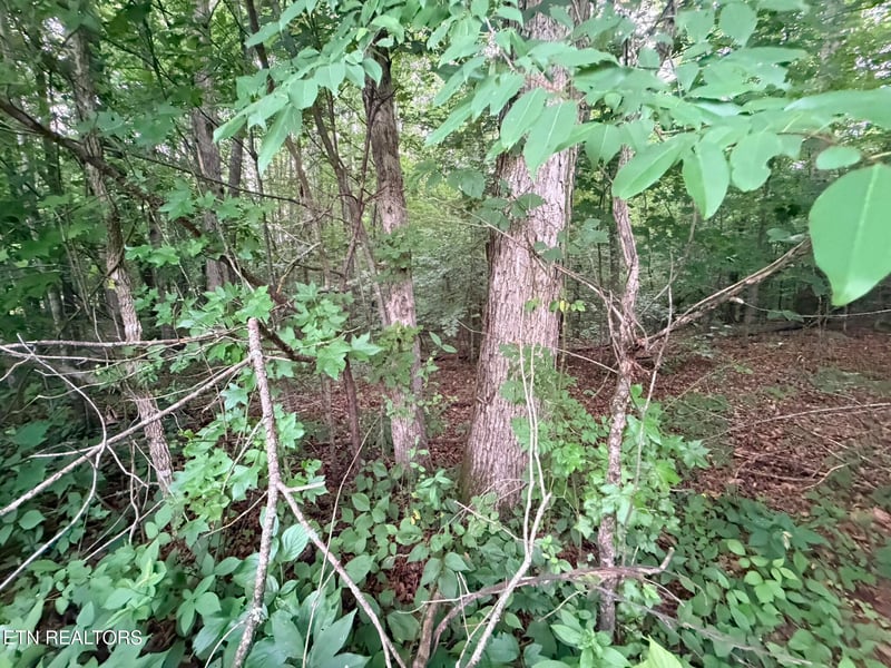 0 Lot 4 Evergreen Dr, Oneida, TN 37841