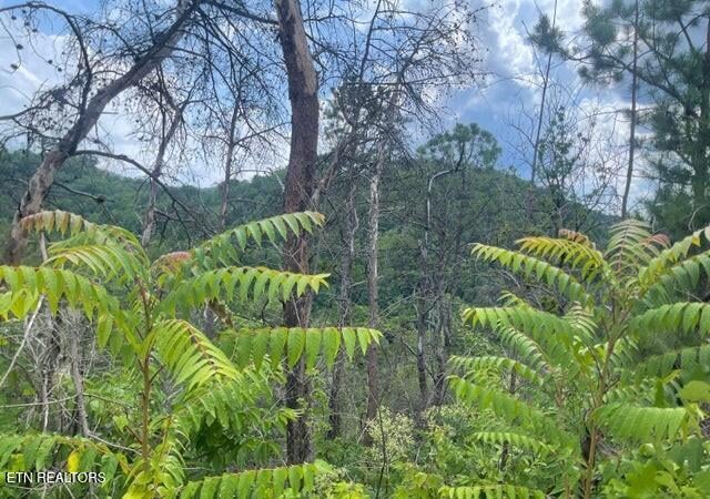 0 Lot 4 River Birch Way, Sevierville, TN 37862