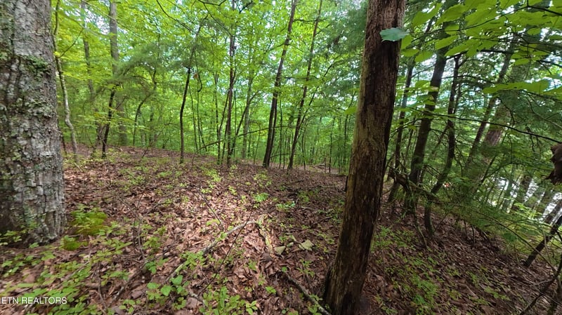 0 Lot 41 Shady Oaks Way, Sevierville, TN 37876