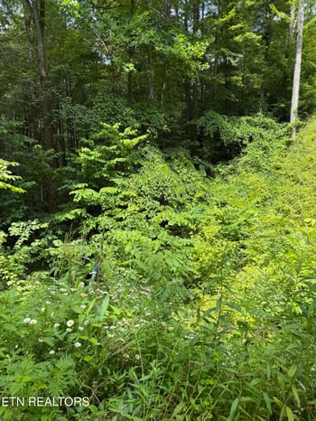 0 Lot 56 Butternut Ln, Sevierville, TN 37876