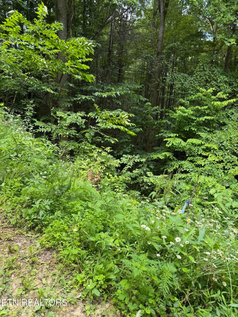 0 Lot 56 Butternut Ln, Sevierville, TN 37876