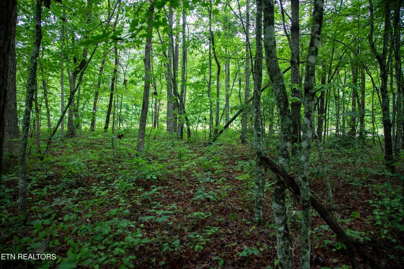0 Lot 6 Cumberland Lakes Dr, Monterey, TN 38574