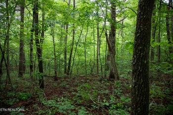 0 Lot 6 Cumberland Lakes Dr, Monterey, TN 38574