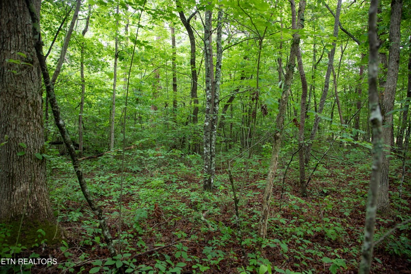 0 Lot 6 Cumberland Lakes Dr, Monterey, TN 38574