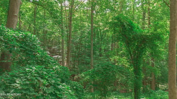 0 Low Gap Rd, Gatlinburg, TN 37738