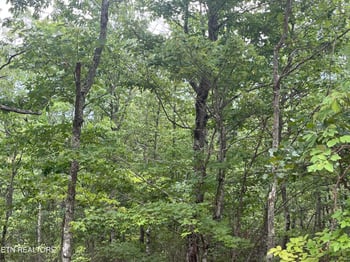 0 Lower Smithfield Rd, Tellico Plains, TN 37385