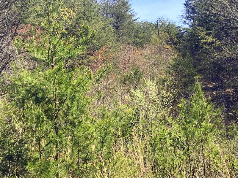0 Maple Springs Rd, Tellico Plains, TN 37385