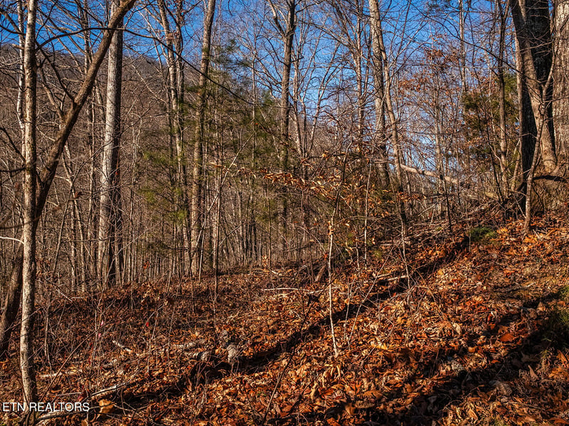 0 Mary Way, Cosby, TN 37722