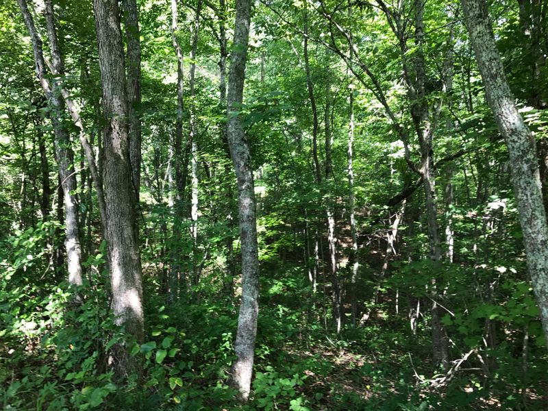 0 Mcafee Ln, Andersonville, TN 37705