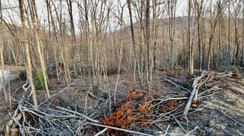 0 Mill Creek Rd #026 009.19, Sunbright, TN 37872