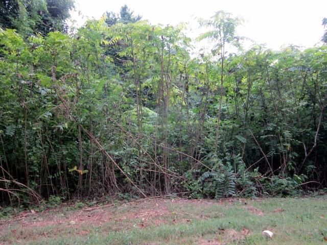 0 Monroe St, Sweetwater, TN 37874