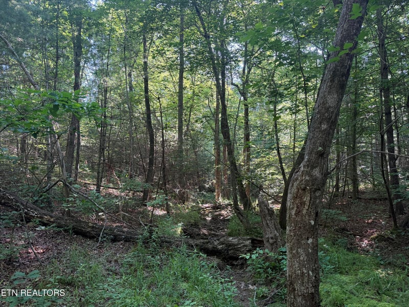 0 Muddy Branch Road Rd, Crossville, TN 38571