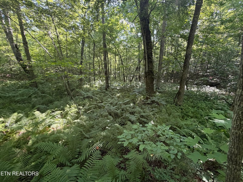 0 Muddy Branch Road Rd, Crossville, TN 38571