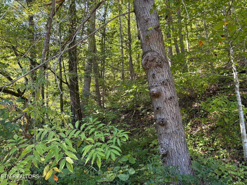 0 N Clearfork Rd Sec 2, Lot 1, Sevierville, TN 37862