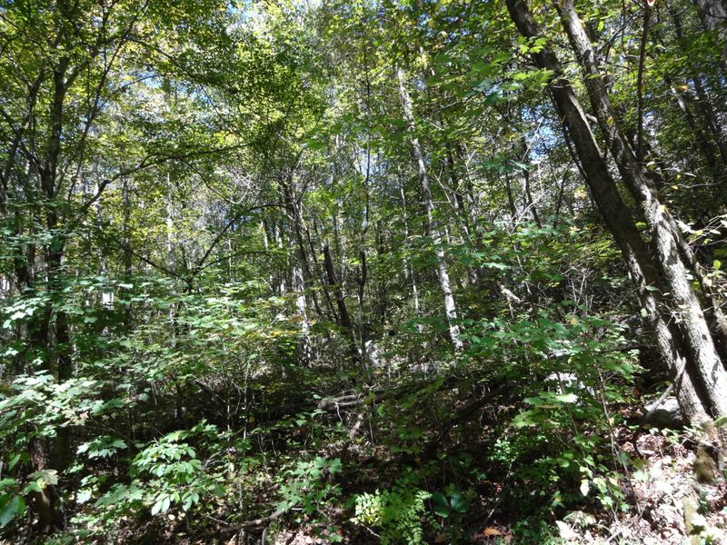0 NE Conner Rd, Powell, TN 37849