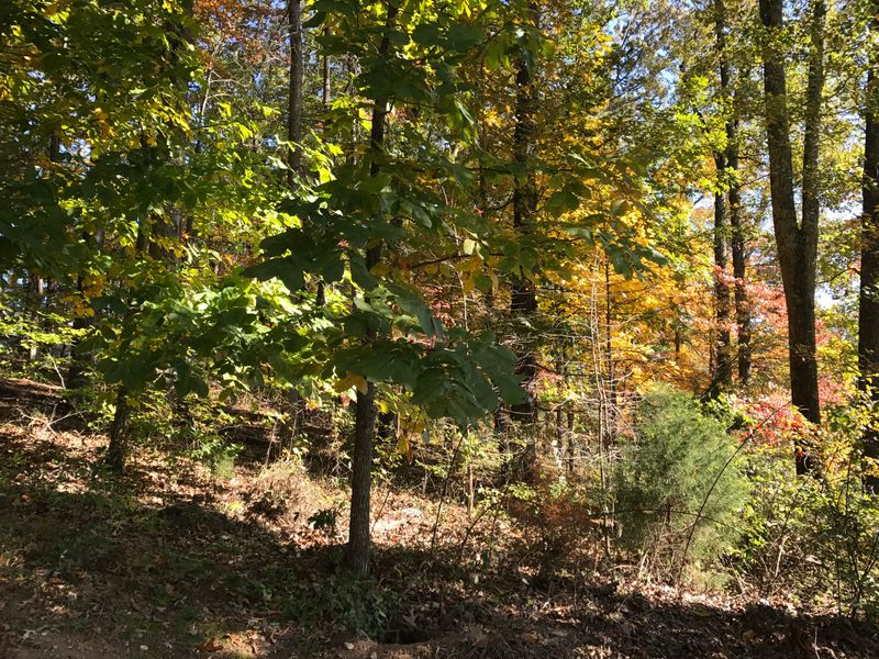 0 Nebo Mountain Rd, Walland, TN 37886