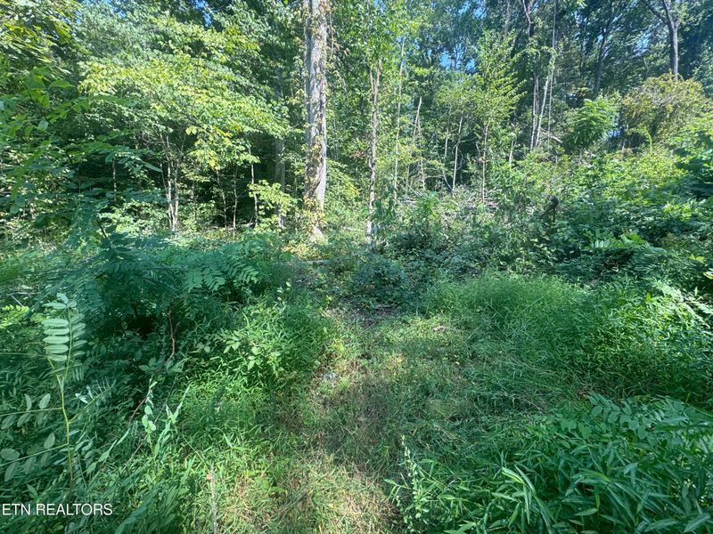 0 New Corinth Rd, Rutledge, TN 37861