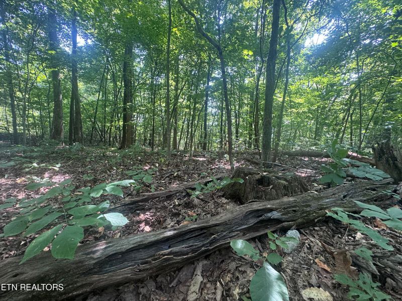 0 New Corinth Rd, Rutledge, TN 37861
