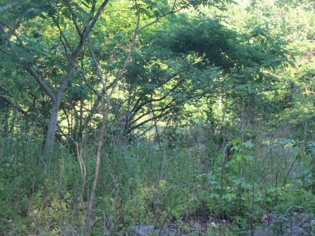 0 NW Bazel Dr Rd, Harriman, TN 37748