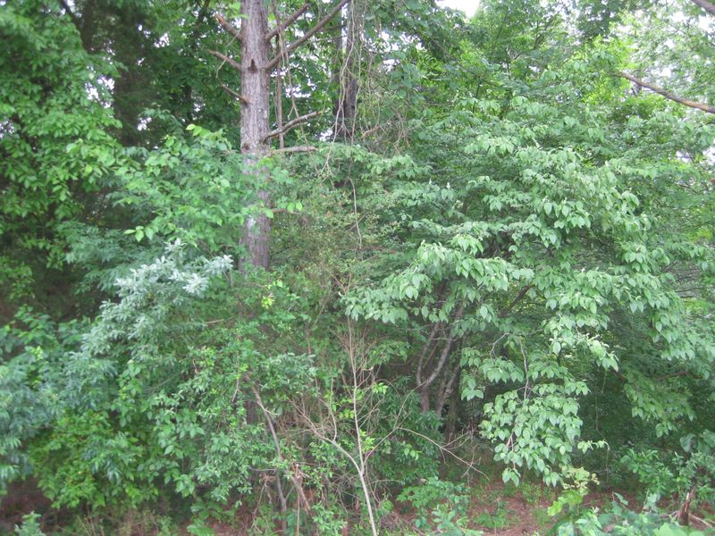 0 Okema, Loudon, TN 37774