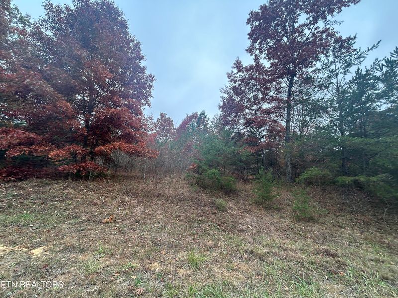 0 Old Collins Turnpike, Deer Lodge, TN 37726