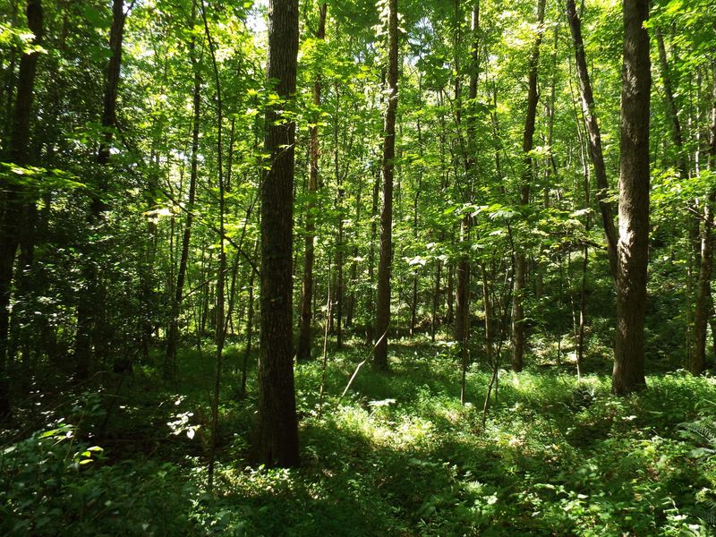 0 Old Gobey Rd, Wartburg, TN 37887