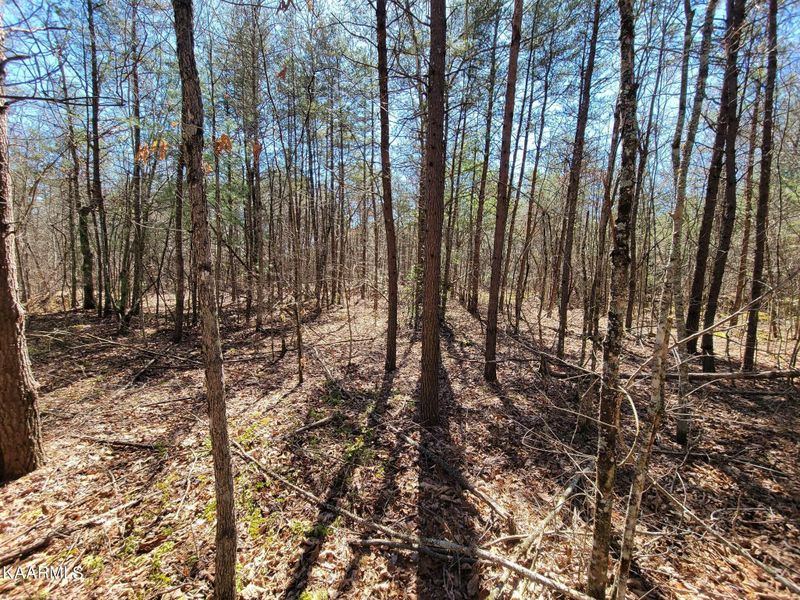 0 Paige Ln, Deer Lodge, TN 37726