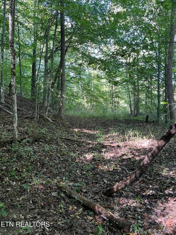 0 Paint Rock Buffalo Creek Rd, Oneida, TN 37841