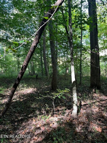 0 Paint Rock Buffalo Creek Rd, Oneida, TN 37841