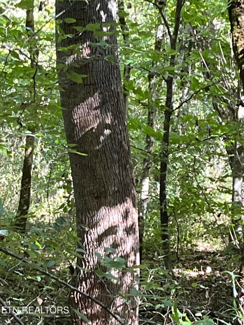 0 Paint Rock Buffalo Creek Rd, Oneida, TN 37841