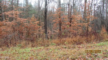 0 Patton Rd Lot 4, Wartburg, TN 37887