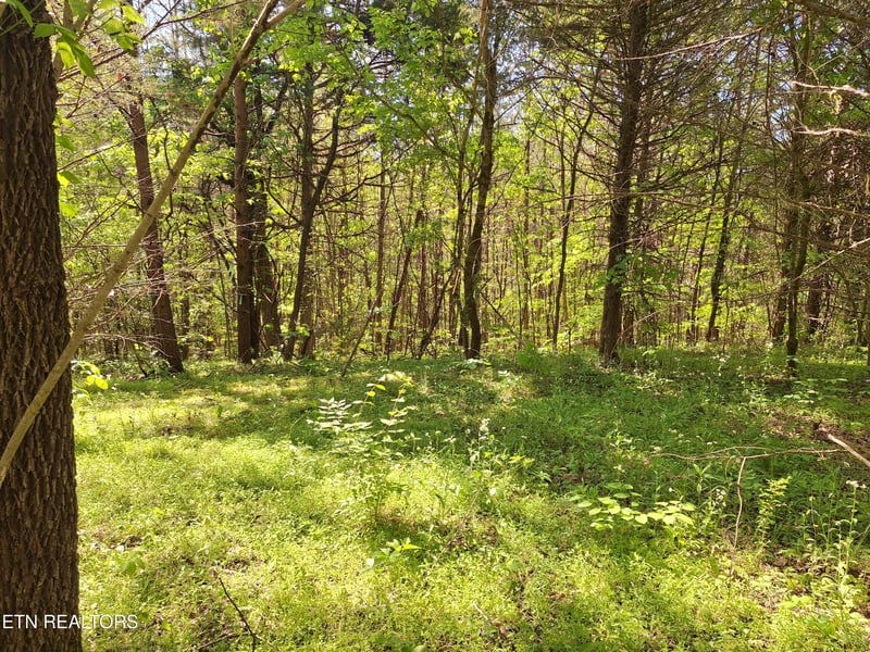 0 Payne Rd, Tellico Plains, TN 37385