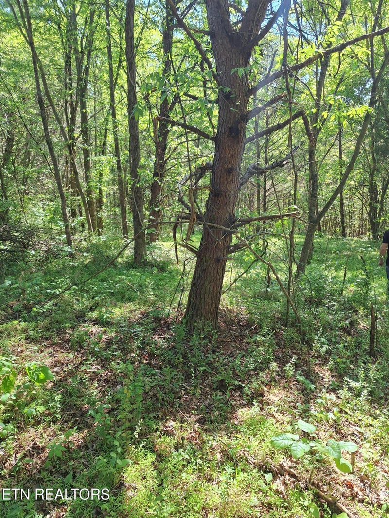 0 Payne Rd, Tellico Plains, TN 37385