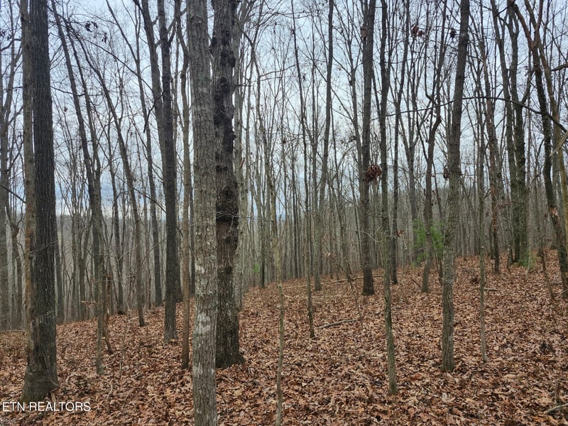 0 Peacock Rd, Deer Lodge, TN 37726