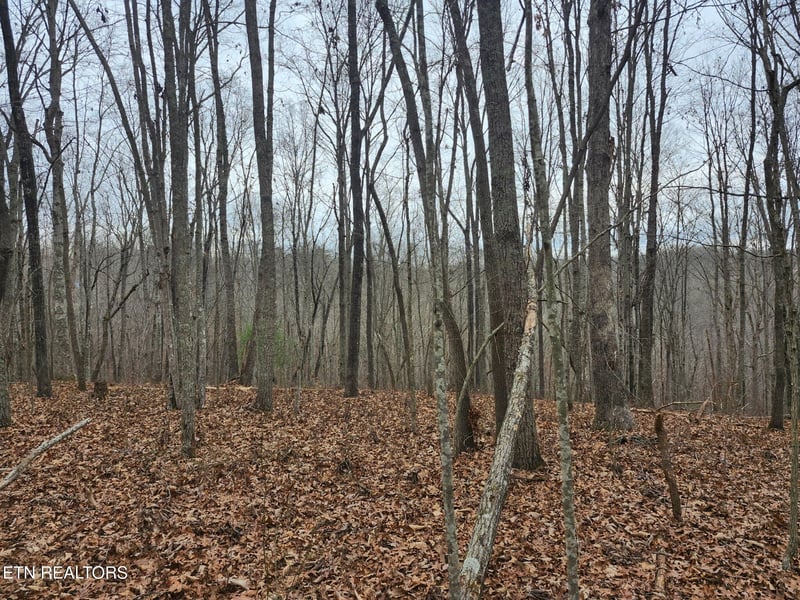 0 Peacock Rd, Deer Lodge, TN 37726