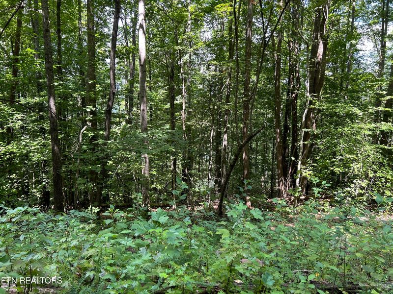 0 Pearl Ln Lot 25 Ln, Maynardville, TN 37807