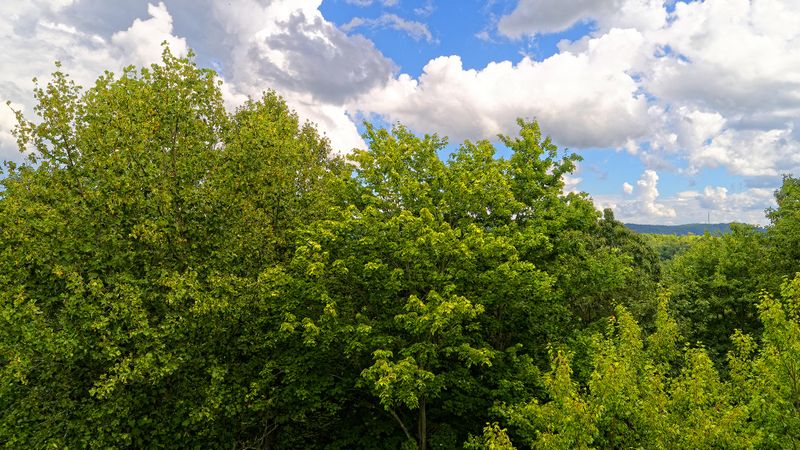 0 Persimmon Ln, Pioneer, TN 37847