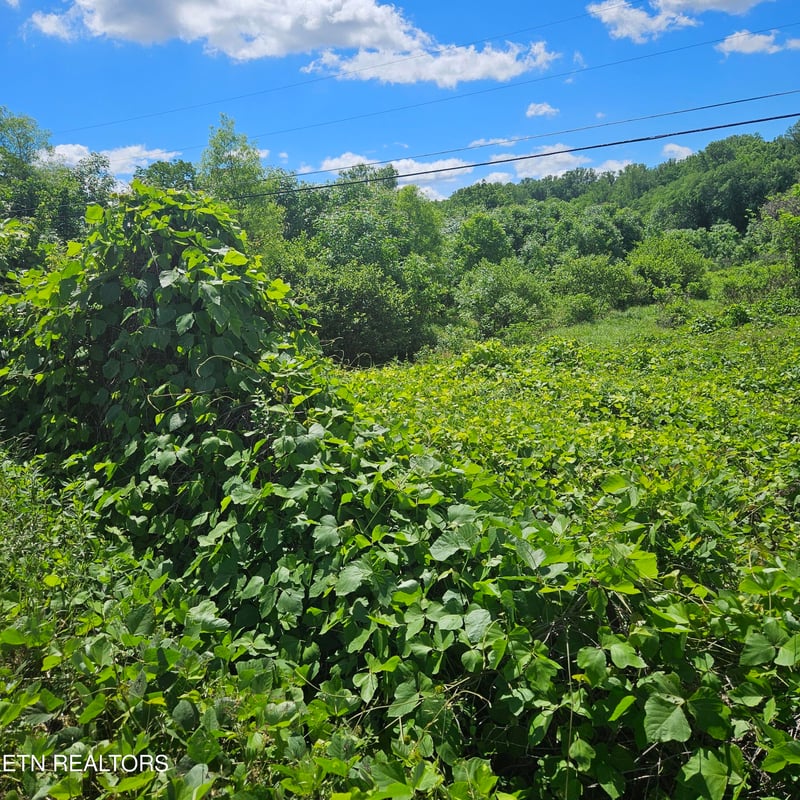 0 Petit Ln, Wartburg, TN 37887
