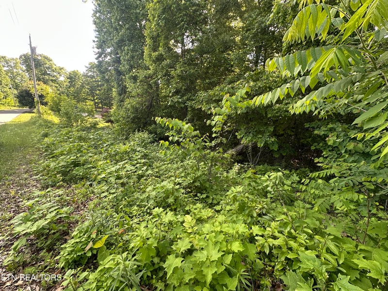 0 Pine Hollow Rd, Jacksboro, TN 37757