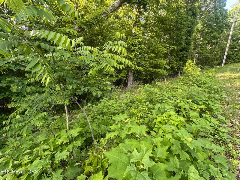 0 Pine Hollow Rd, Jacksboro, TN 37757