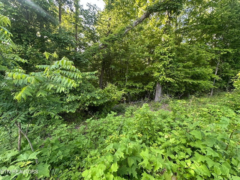 0 Pine Hollow Rd, Jacksboro, TN 37757